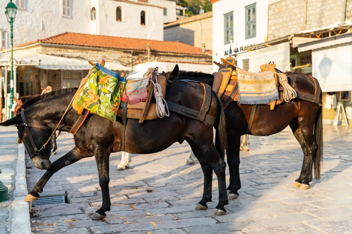 Two dark mules standing on a stone-paved quay in low sun, fitted with wooden pack saddles, woven blankets and coiled rope, in front of stone buildings with awnings.