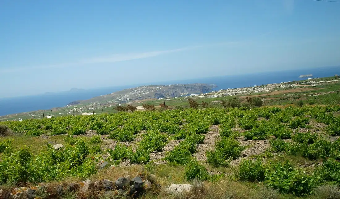 A Santorini vineyard of low separate vine bushes growing on stony ground, with the sea and a cliff-top village beyond