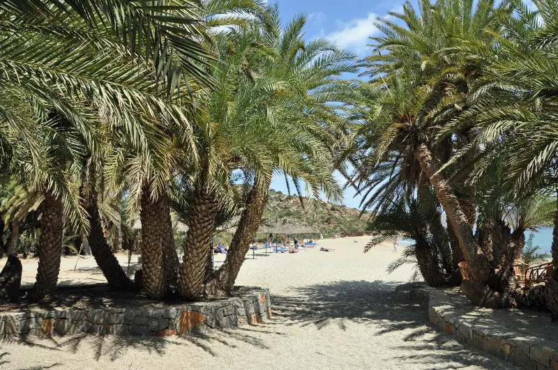 Vai: a palm forest at the end of Crete