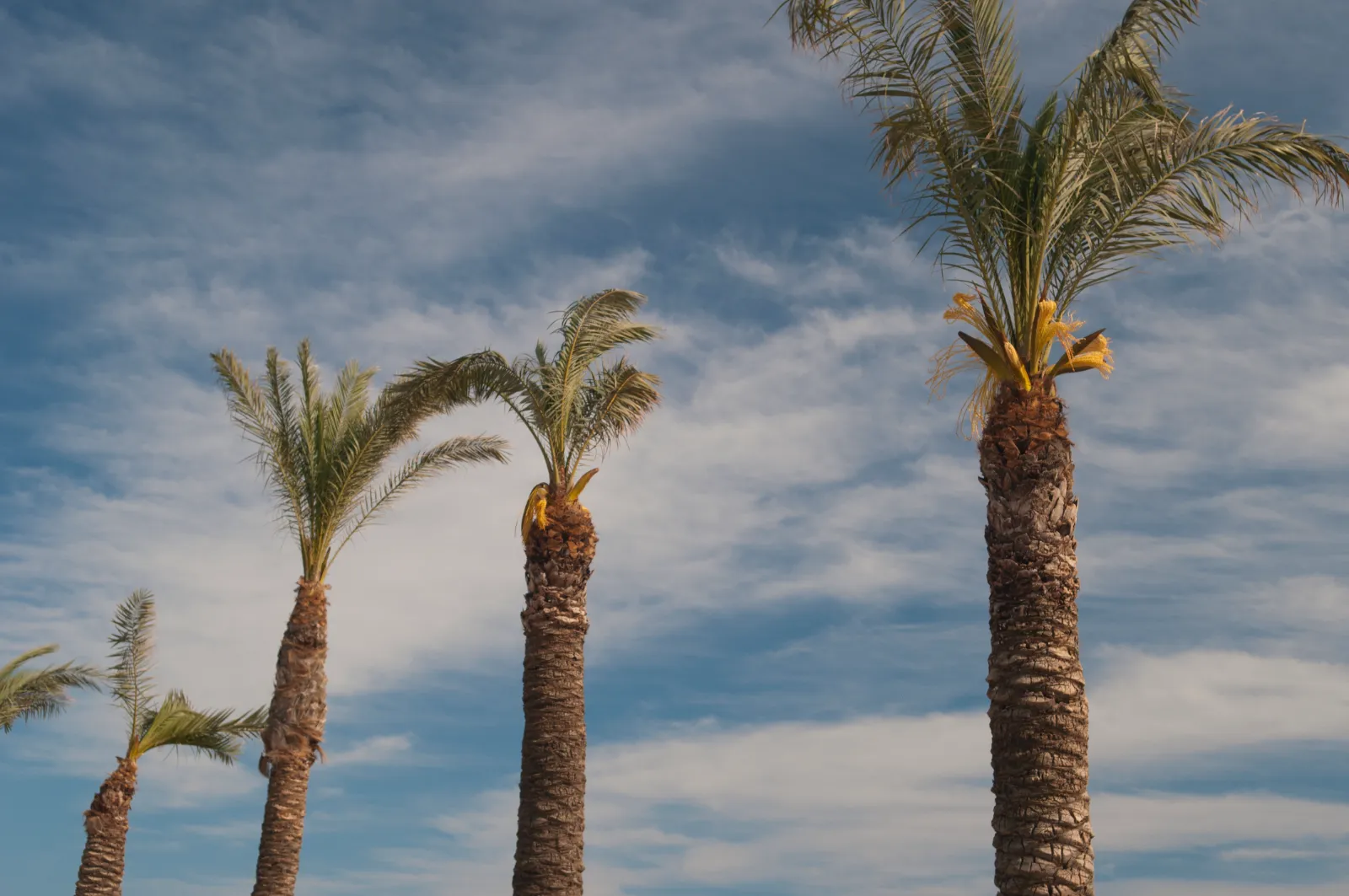Palms against the sky at Kardamena on Kos