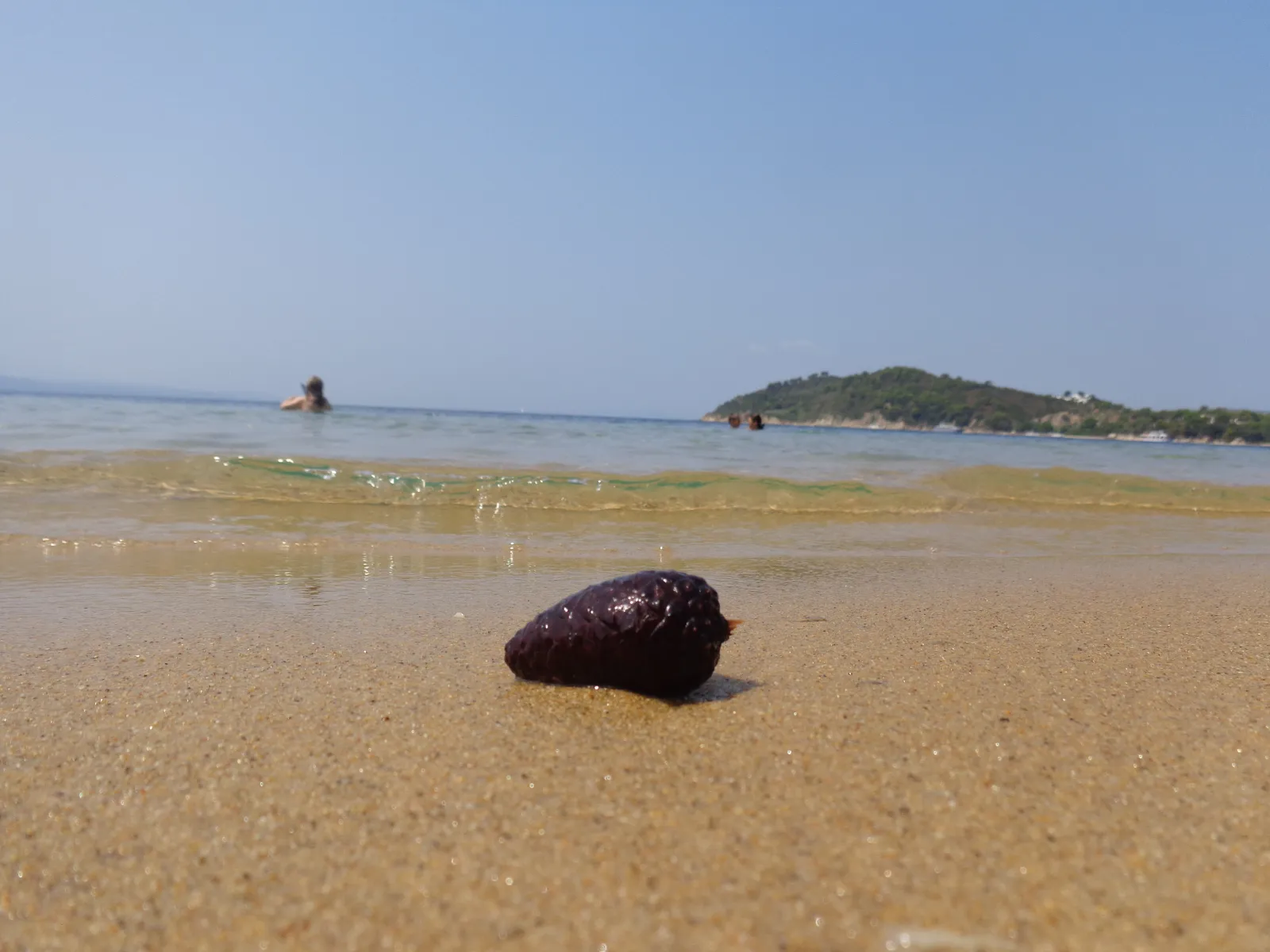 Koukounaries beach on Skiathos, pale sand curving round to a pine headland