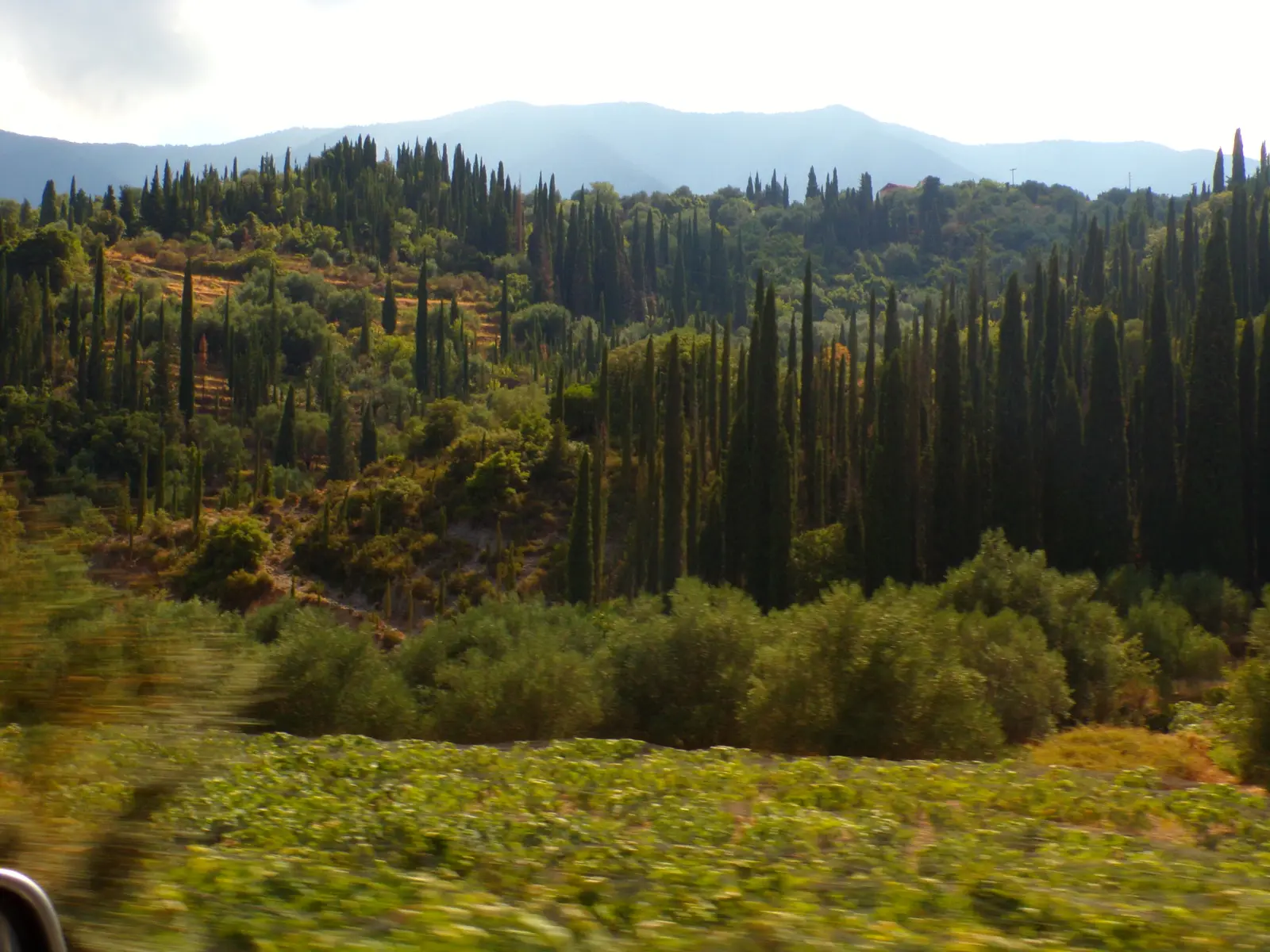 The fir forest of Mount Ainos on Kefalonia