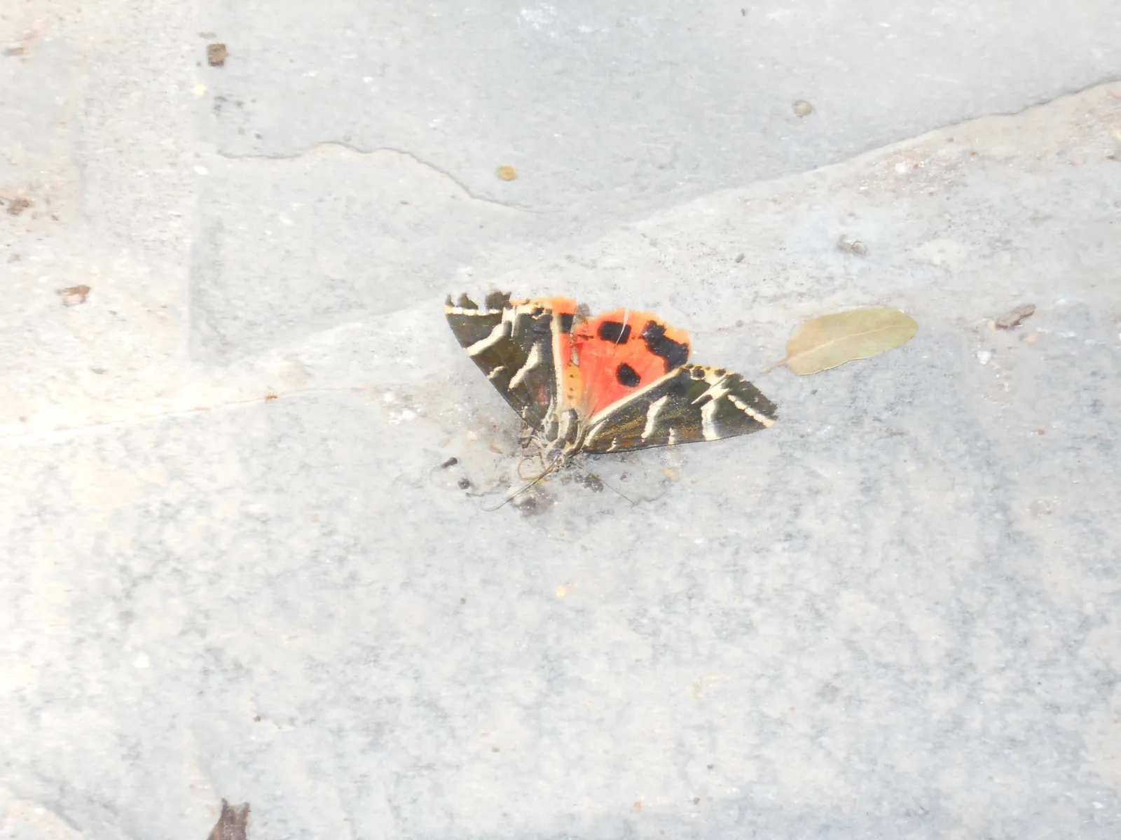 The Valley of the Butterflies: a gorge, and a narrow season